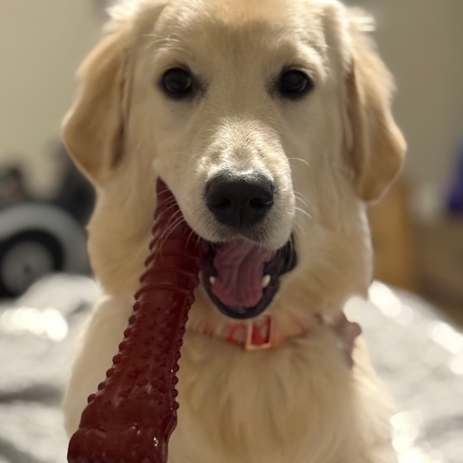 Fern the golden retriever
